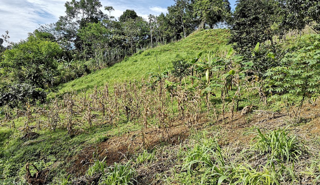 53 acres farm in pasture with 3 creeks in Las Tumbas, Baru Baru, las