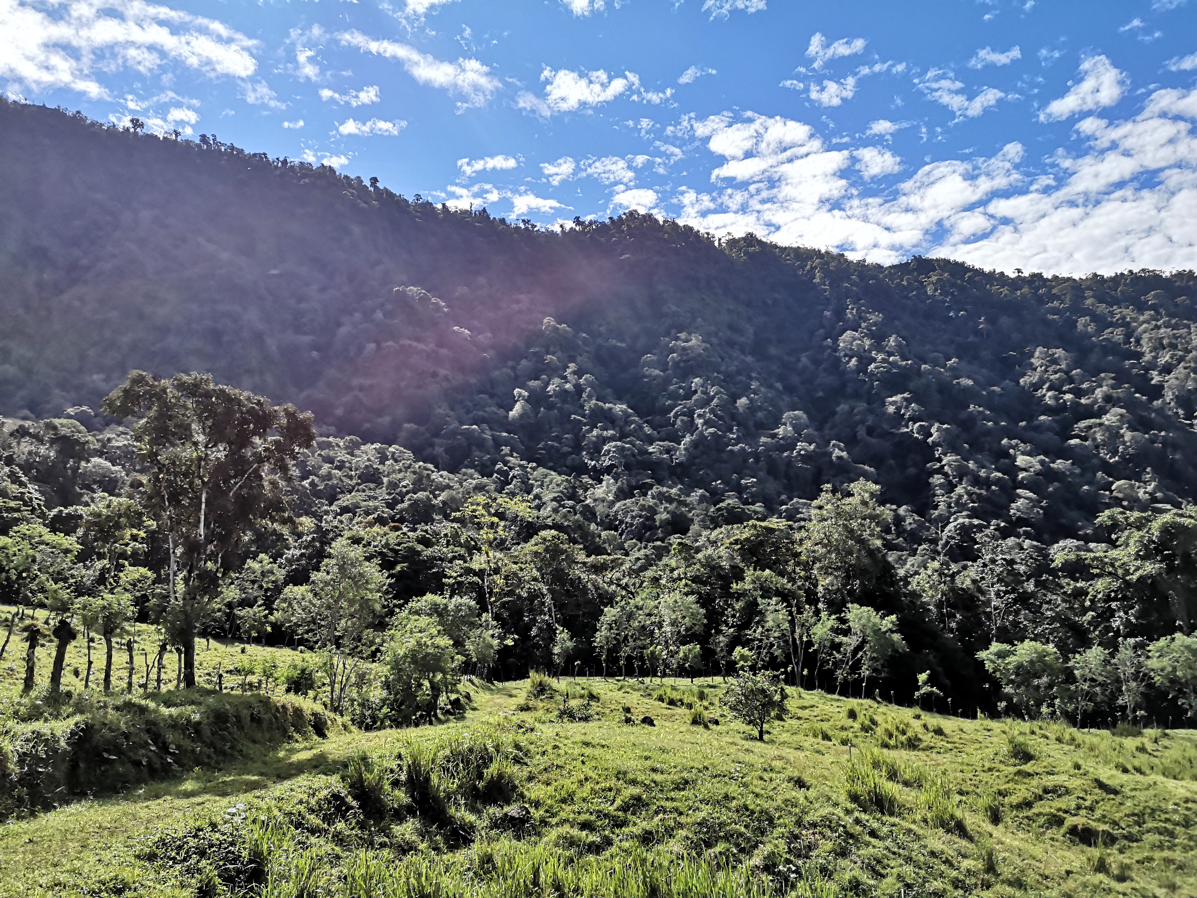 53 acres farm in pasture with 3 creeks in Las Tumbas, Baru Baru, las