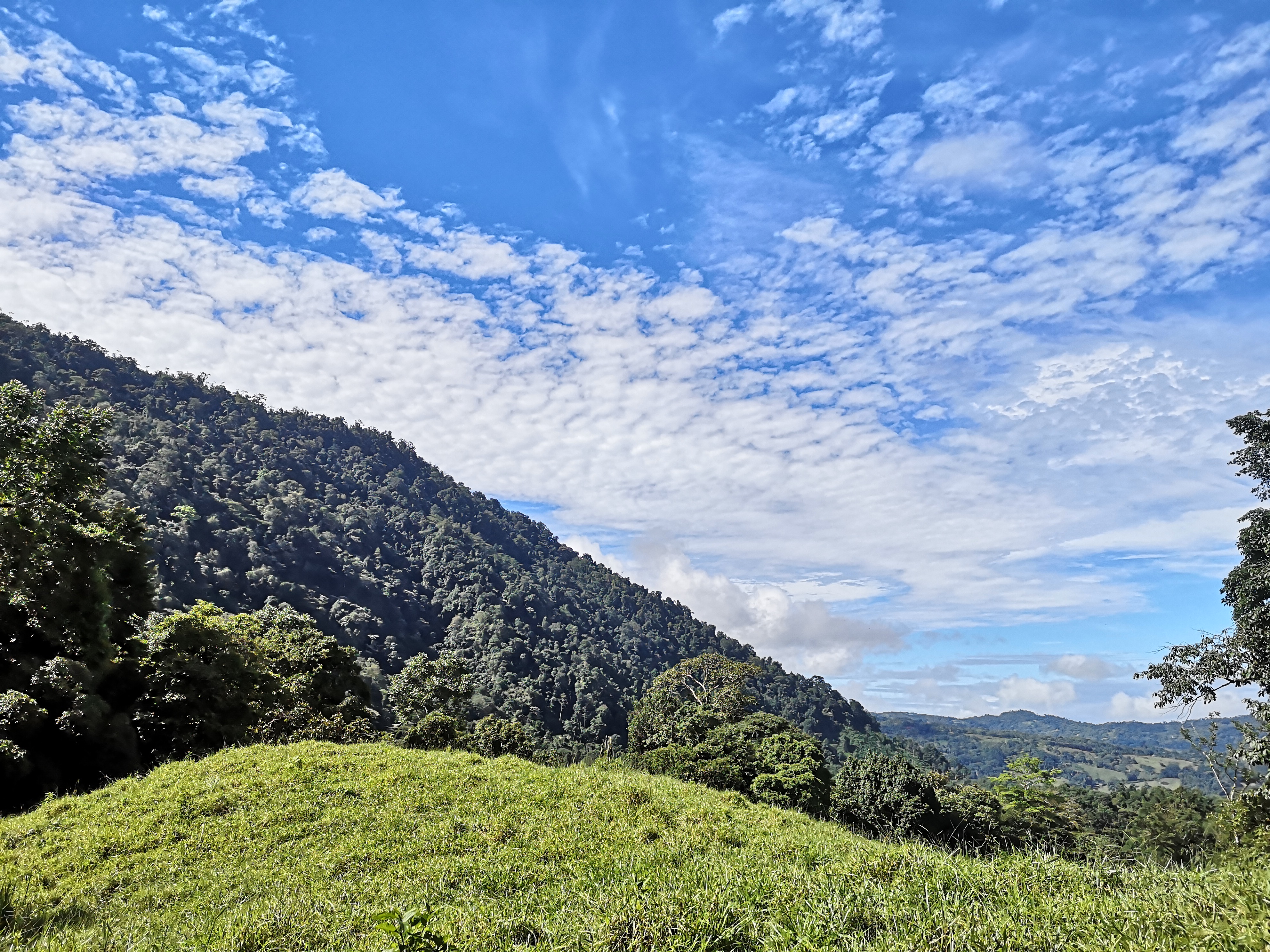 53 acres farm in pasture with 3 creeks in Las Tumbas, Baru Baru, las