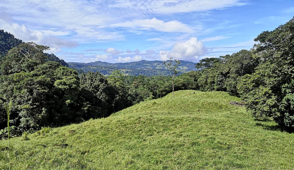 53 acres farm in pasture with 3 creeks in Las Tumbas, Baru Baru, las