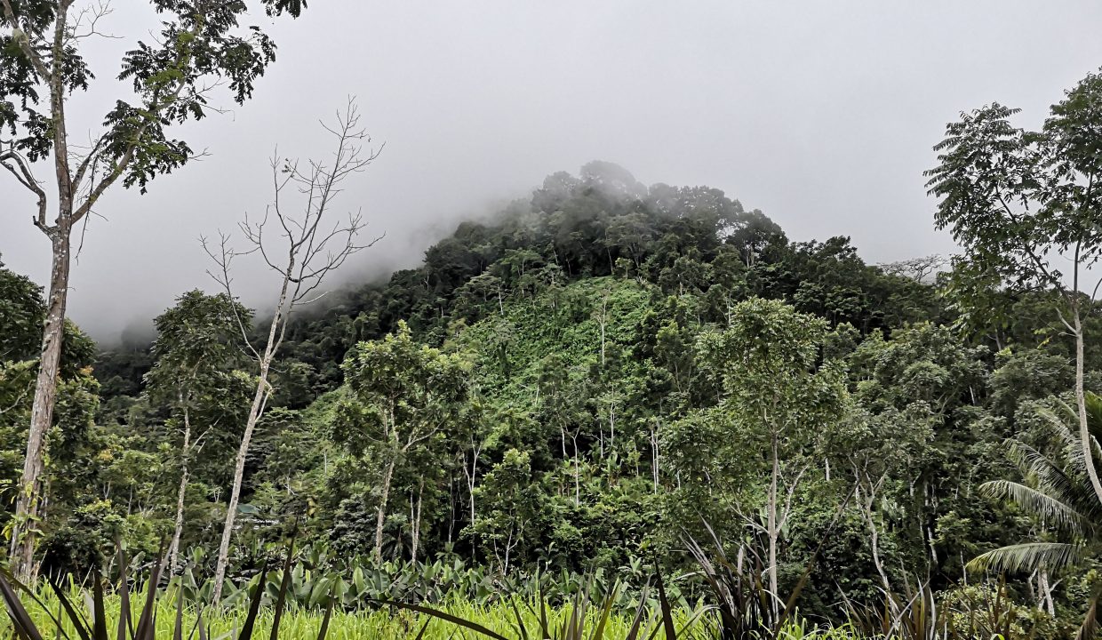 Finca with internal road ideal for development in Las Tumbas, Baru