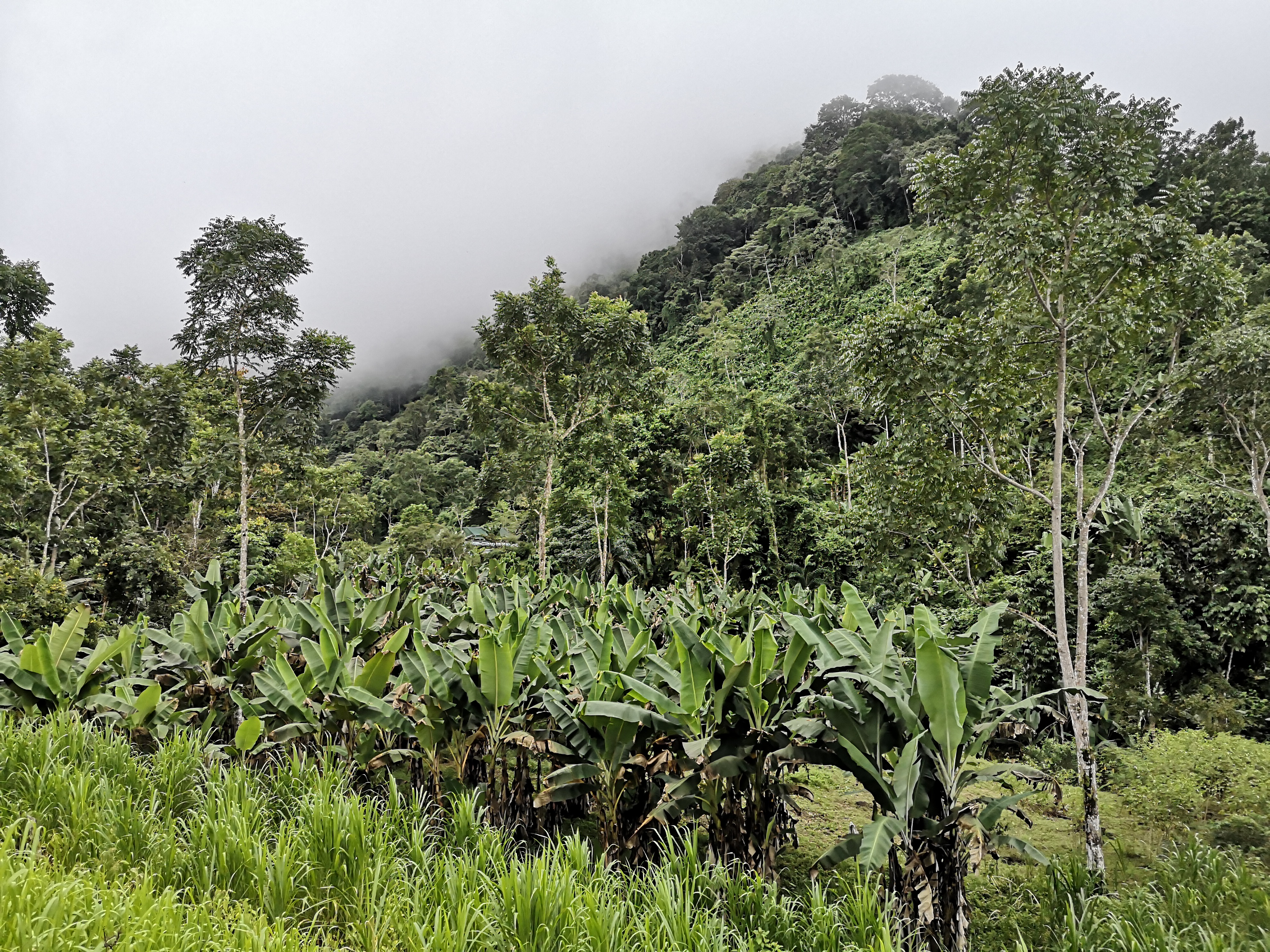 Finca with internal road ideal for development in Las Tumbas, Baru