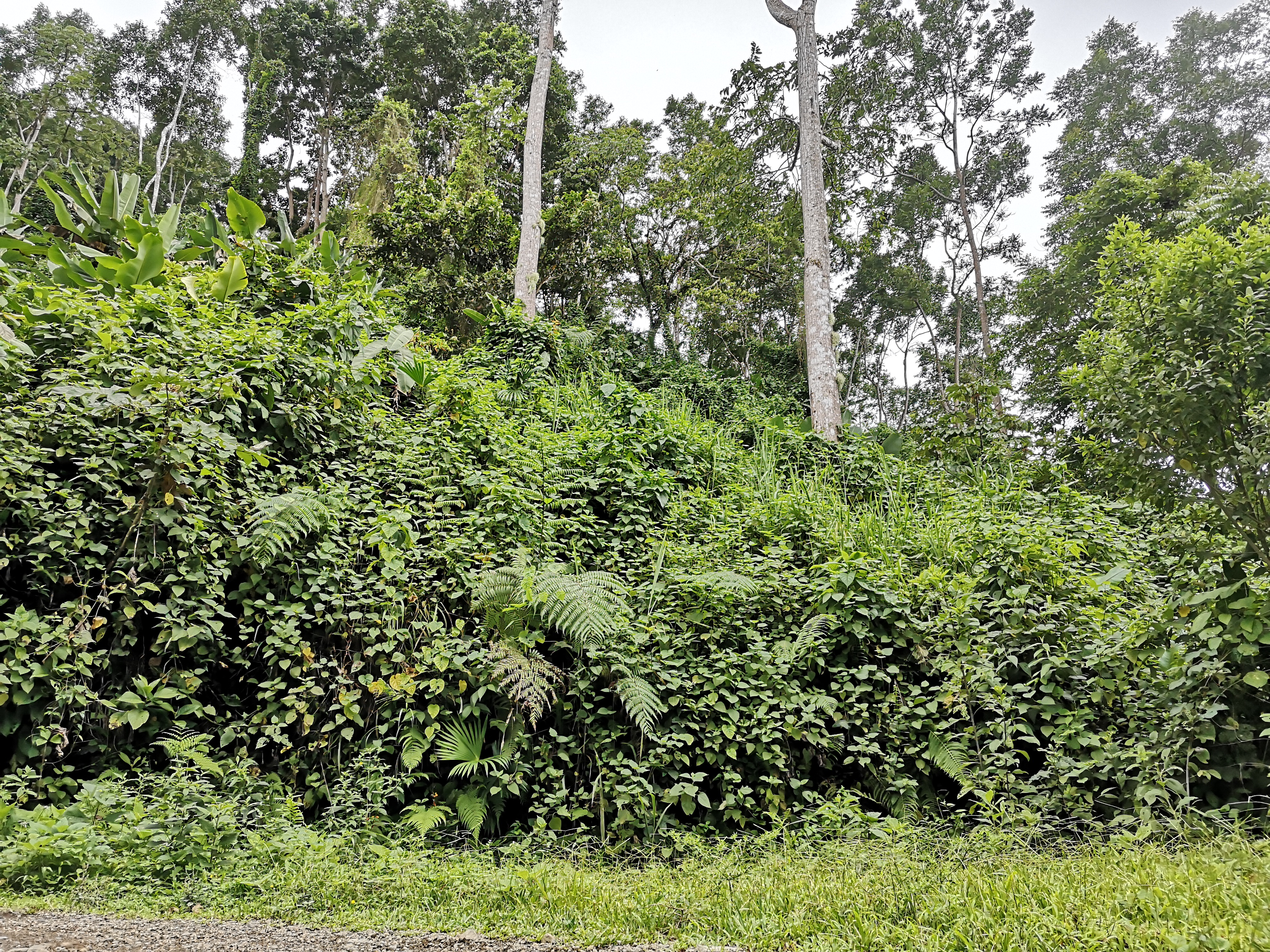 Finca with internal road ideal for development in Las Tumbas, Baru