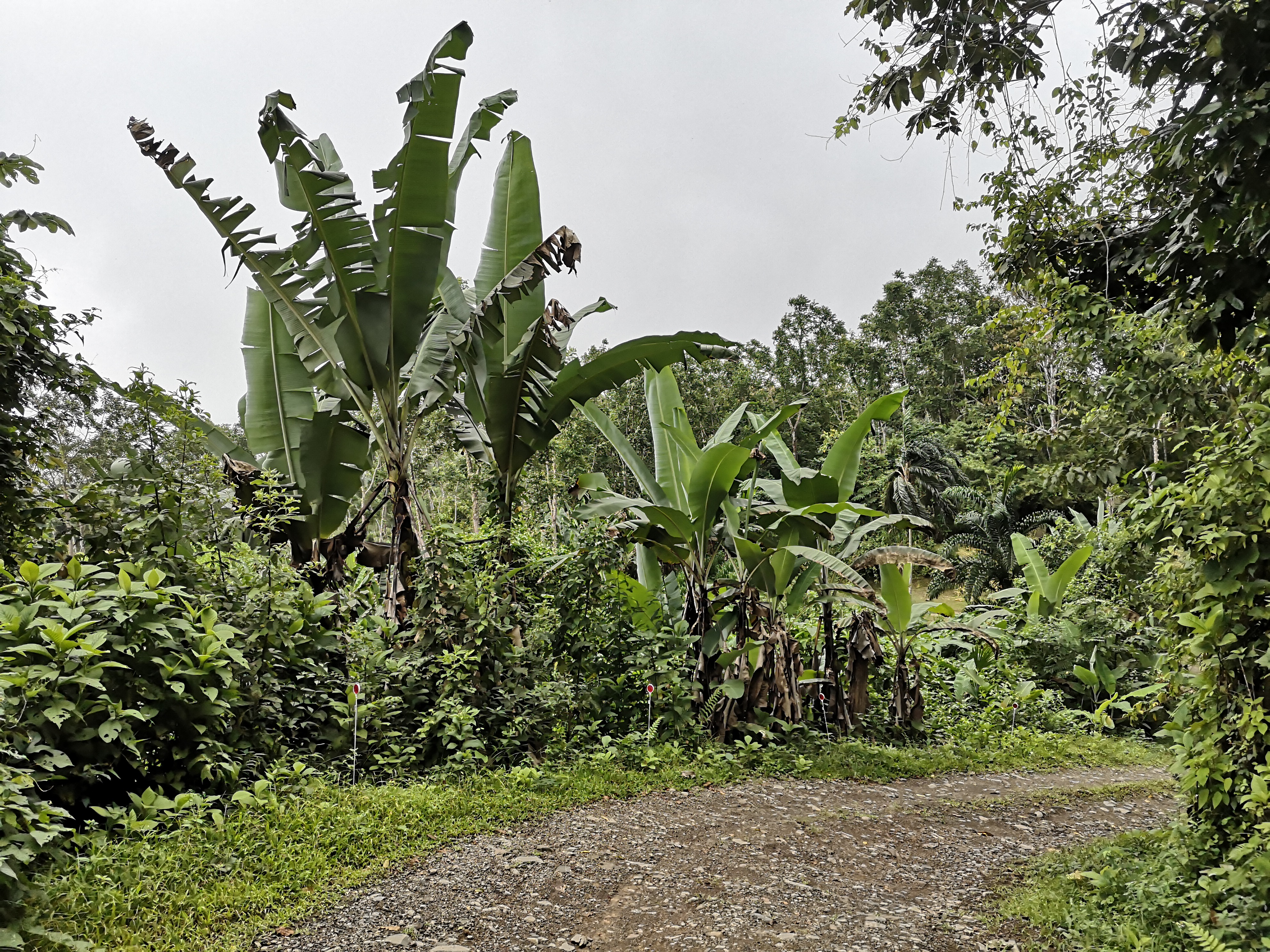Finca with internal road ideal for development in Las Tumbas, Baru
