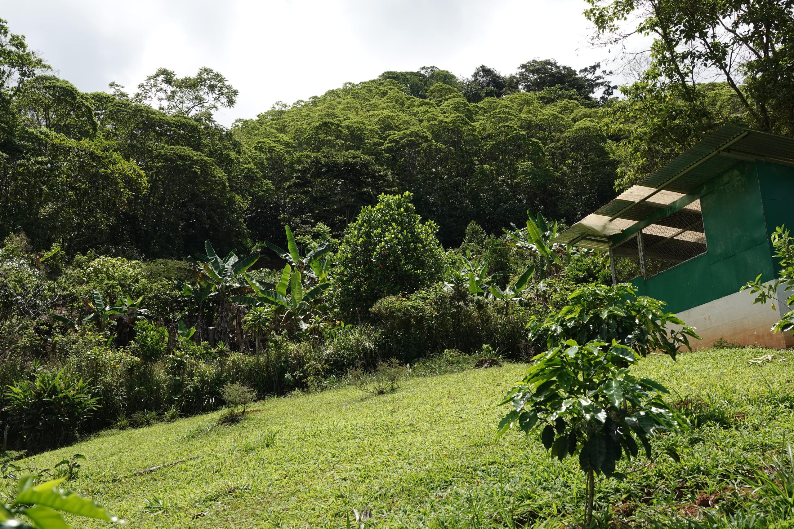 40 ACRES FARM WITH WATERFALL AND 3 BEDS HOME IN SAN PEDRO, PEREZ