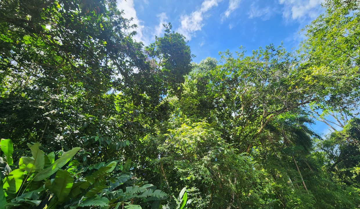 Dulce Pacifico 28 - 05