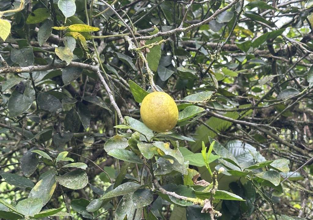 san luis property for sale (7)