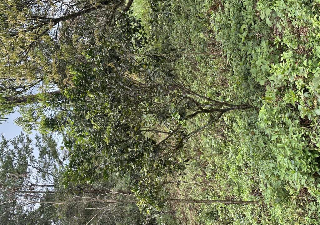 san luis property for sale (8)