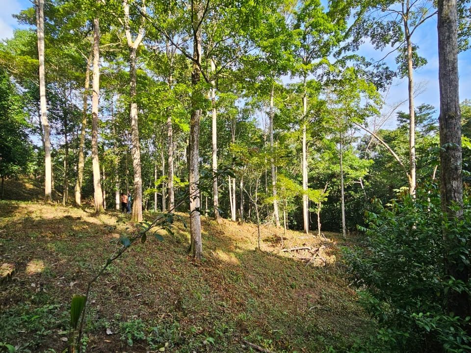 Finca Jhonny Villa Nueva Perez Zeledon Costa Rica (11)