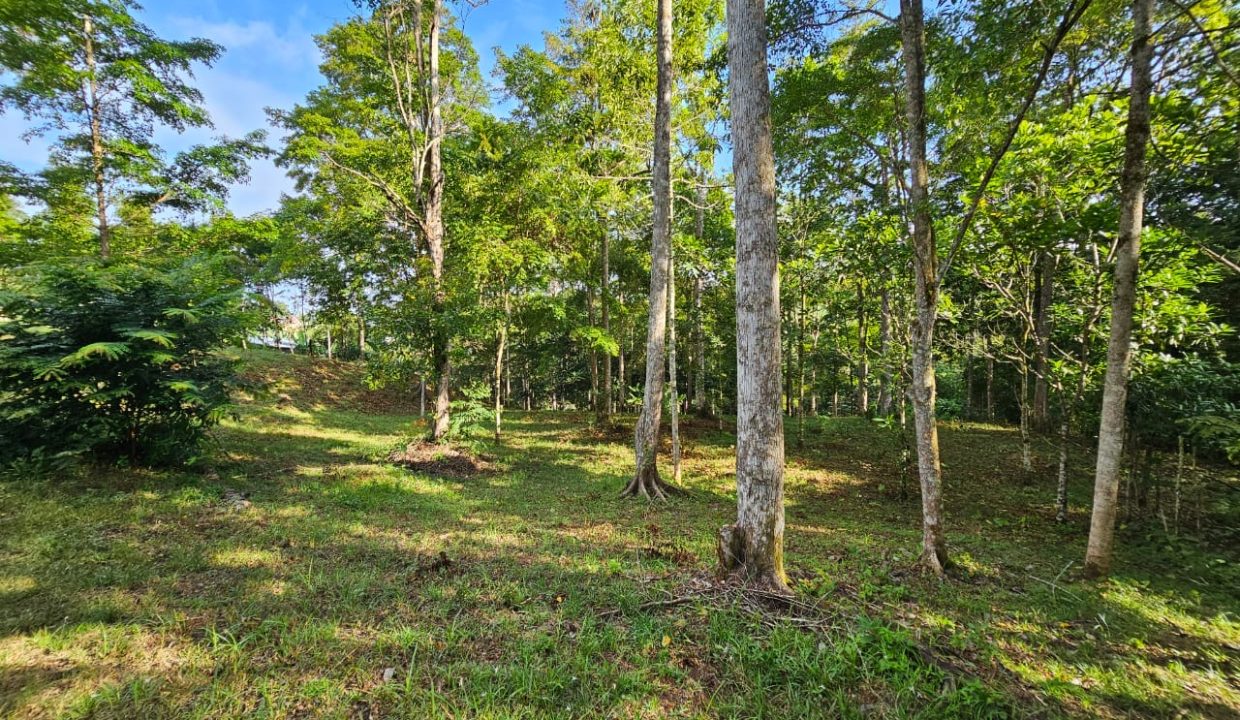 Finca Jhonny Villa Nueva Perez Zeledon Costa Rica (12)