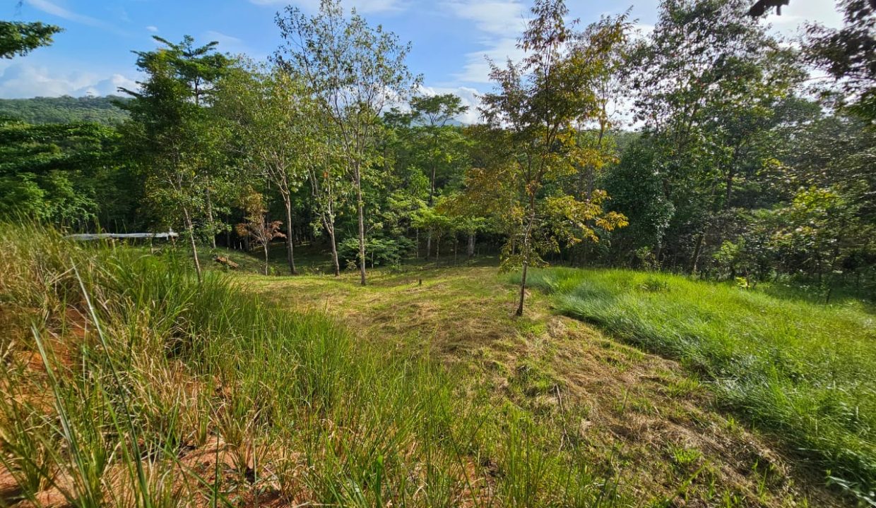 Finca Jhonny Villa Nueva Perez Zeledon Costa Rica (13)