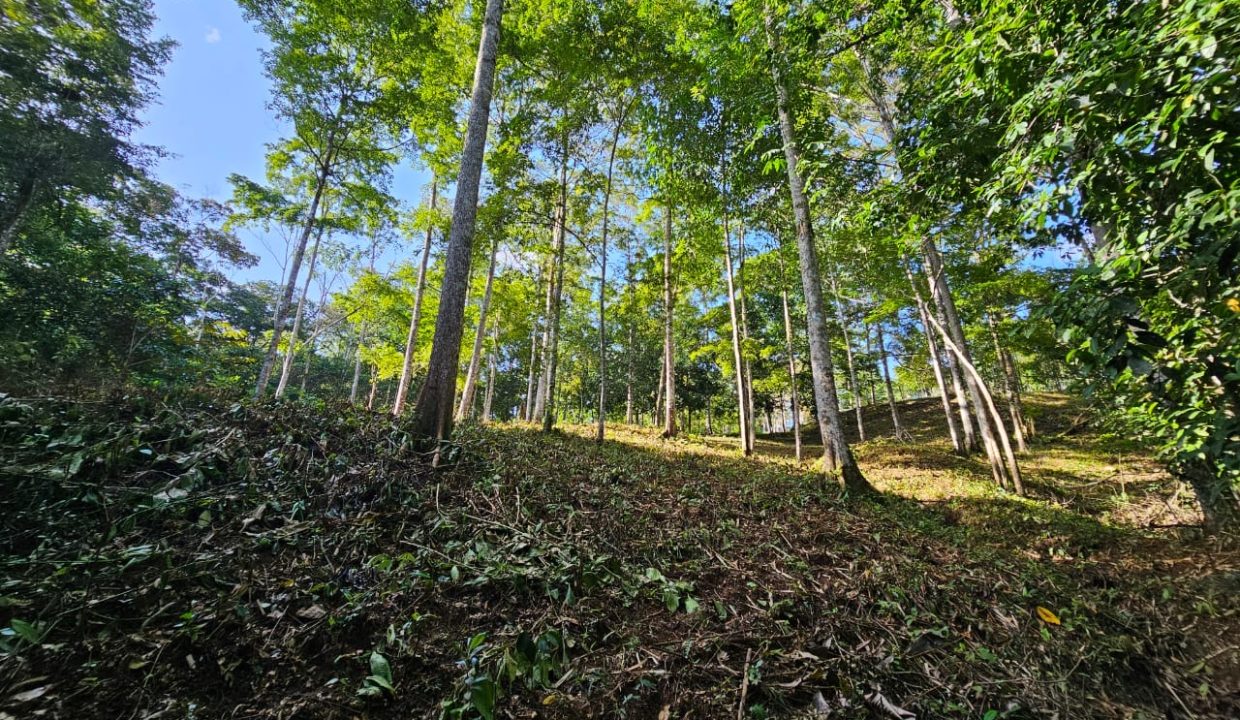 Finca Jhonny Villa Nueva Perez Zeledon Costa Rica (14)