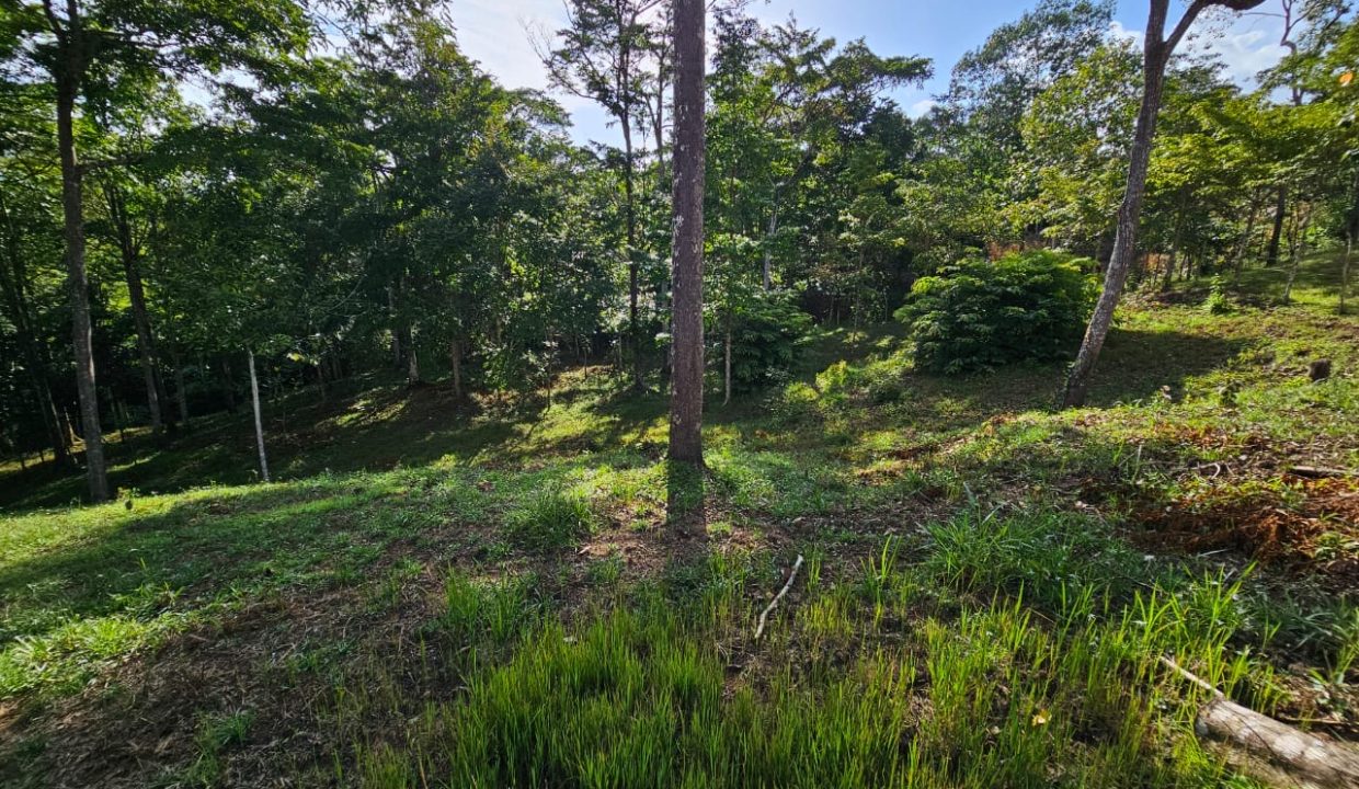 Finca Jhonny Villa Nueva Perez Zeledon Costa Rica (18)