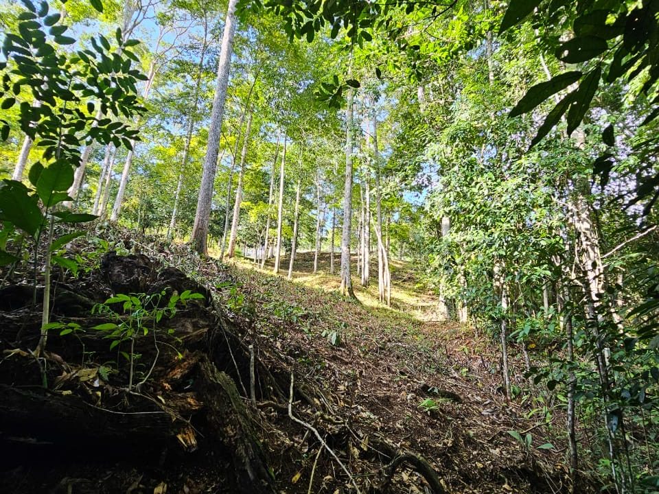 Finca Jhonny Villa Nueva Perez Zeledon Costa Rica (20)