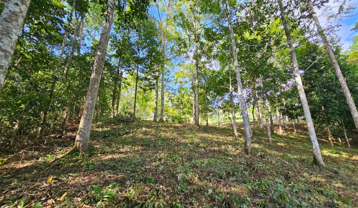 Finca Jhonny Villa Nueva Perez Zeledon Costa Rica (22)