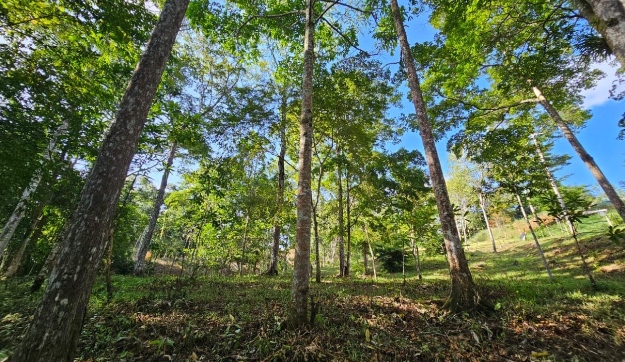 Finca Jhonny Villa Nueva Perez Zeledon Costa Rica (23)