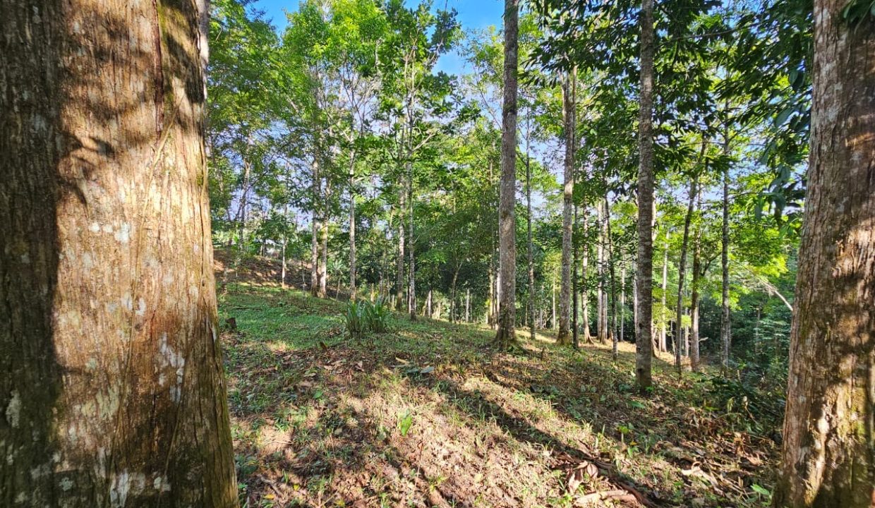 Finca Jhonny Villa Nueva Perez Zeledon Costa Rica (25)