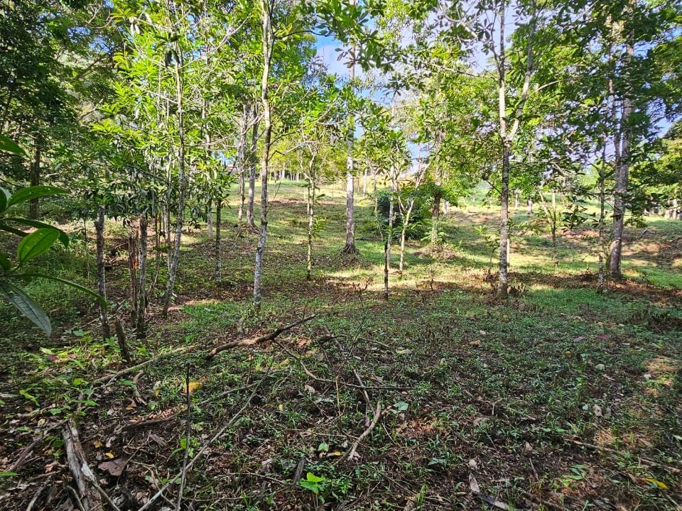 Finca Jhonny Villa Nueva Perez Zeledon Costa Rica (26)