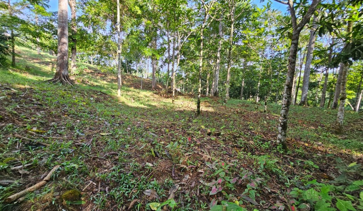 Finca Jhonny Villa Nueva Perez Zeledon Costa Rica (27)