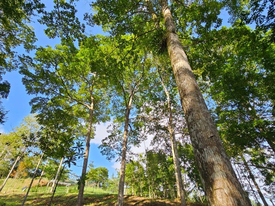 Finca Jhonny Villa Nueva Perez Zeledon Costa Rica (8)