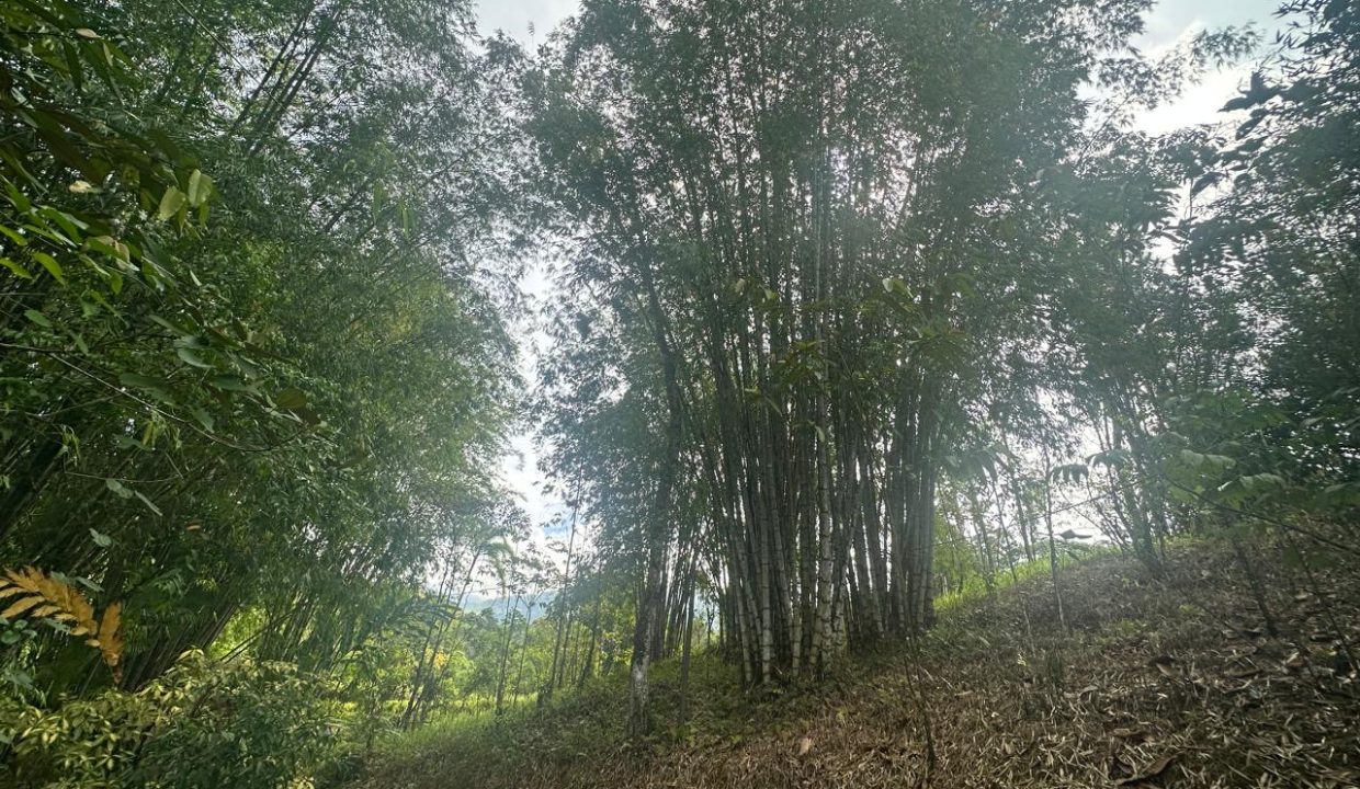 Finca en venta Costa Rica Perez Zeledon (40)