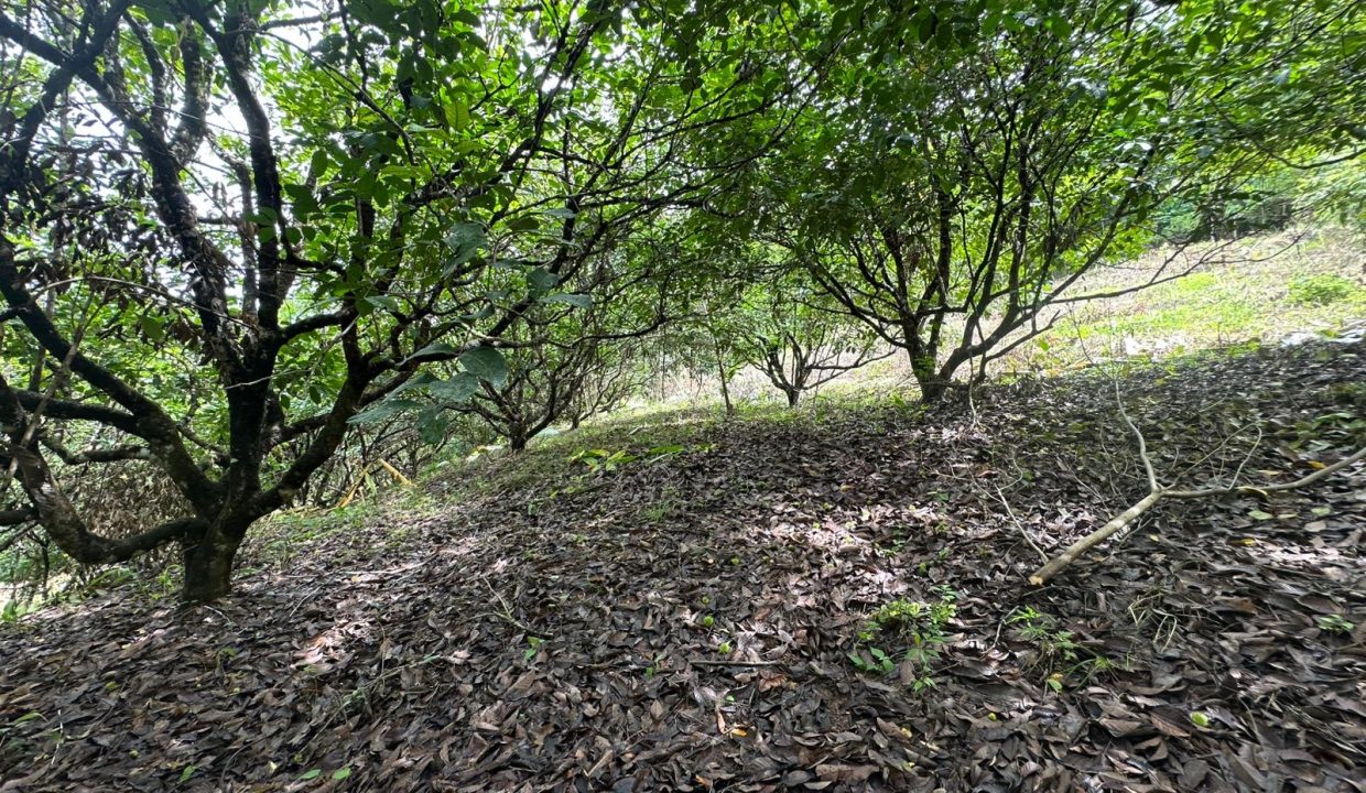 Lote en venta tres Rios Osa Costa Rica (4)