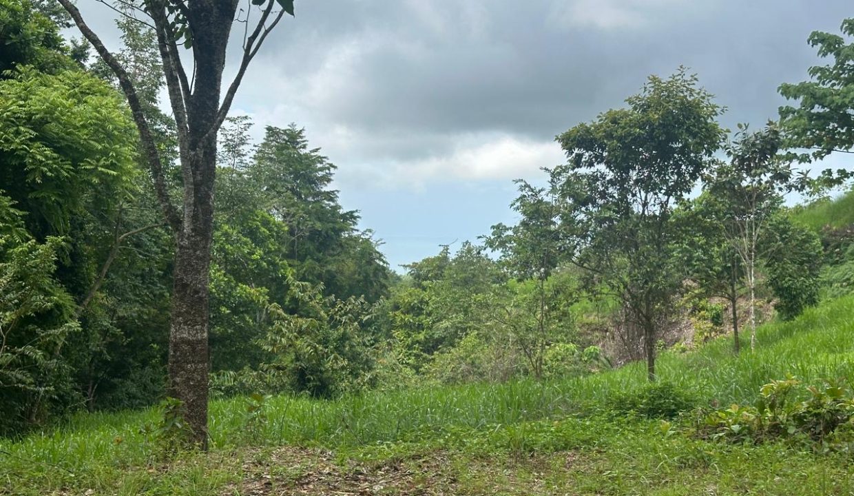 Lote en venta Portalon Osa Costa Rica (1)