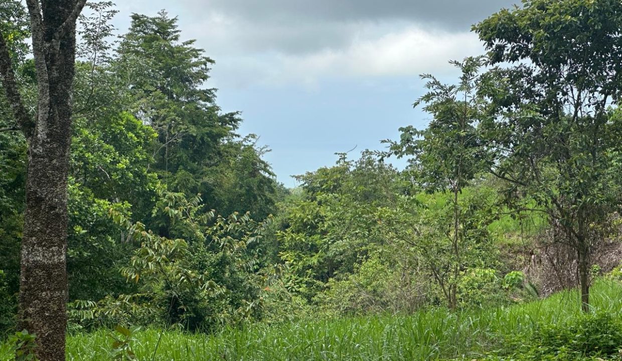 Lote en venta Portalon Osa Costa Rica (10)
