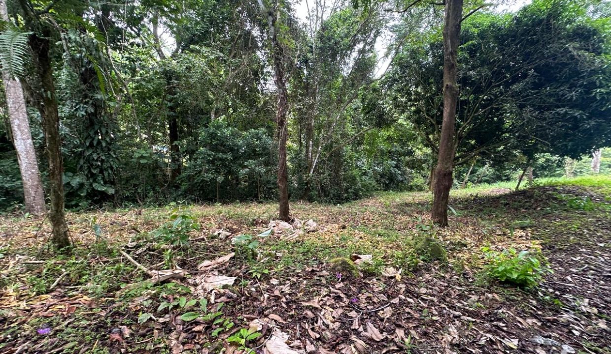Lote en venta Portalon Osa Costa Rica (3)