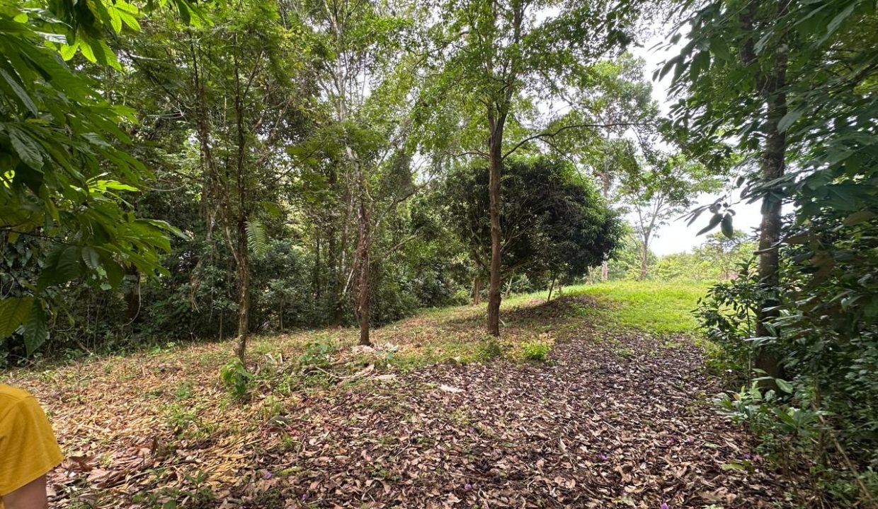 Lote en venta Portalon Osa Costa Rica (4)