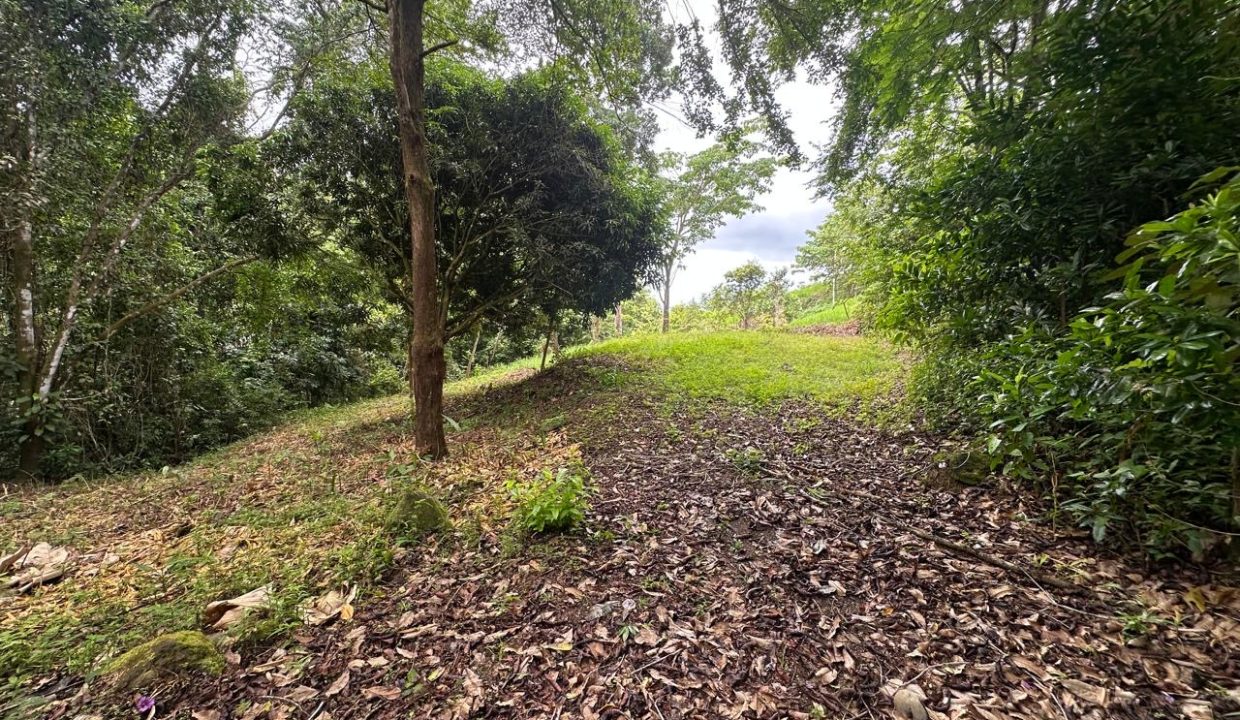 Lote en venta Portalon Osa Costa Rica (7)
