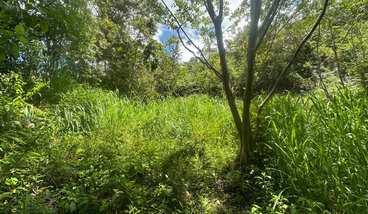 E Tomas venta casa santa rosa costa rica (11)