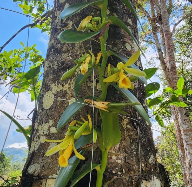 E Tomas venta casa santa rosa costa rica (4)