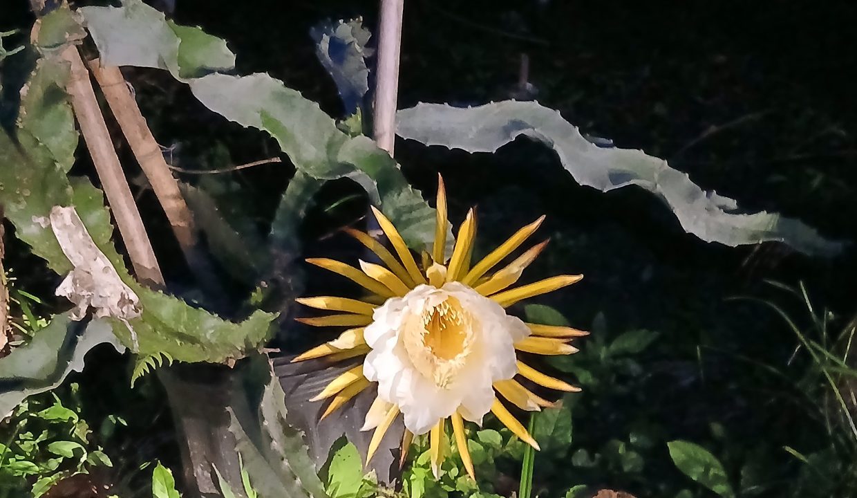 E Tomas venta casa santa rosa costa rica (7)