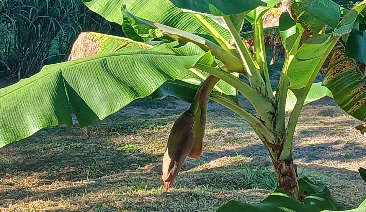 E Tomas venta casa santa rosa costa rica (8)