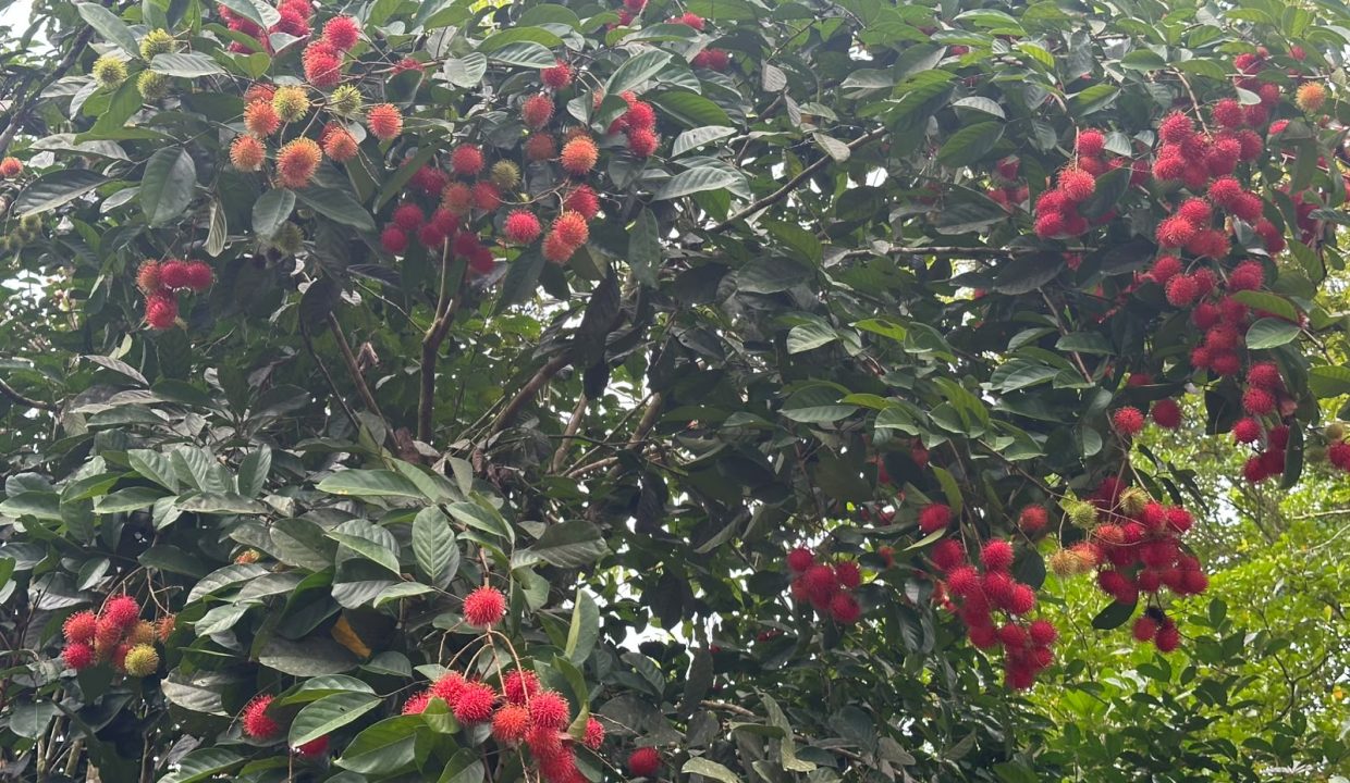 Lote en venta Perez Zeledon Costa Rica (0.2)