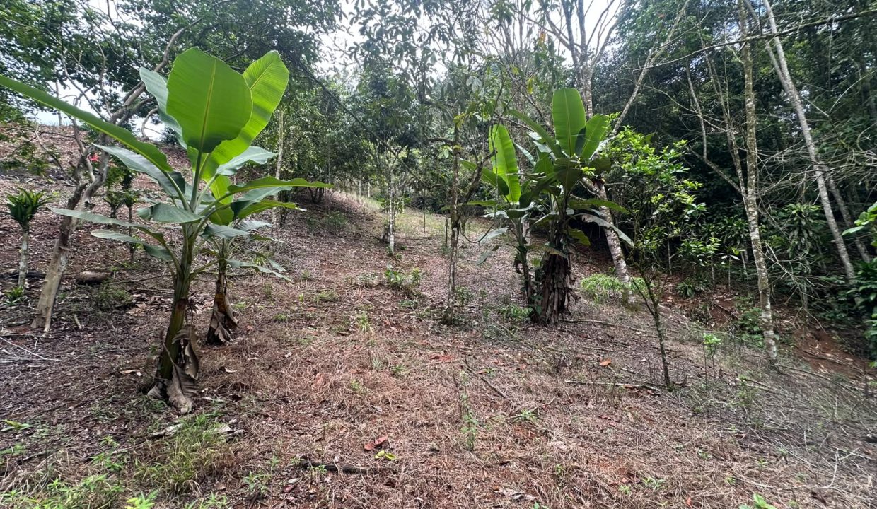 Lote en venta Perez Zeledon Costa Rica (0.8)