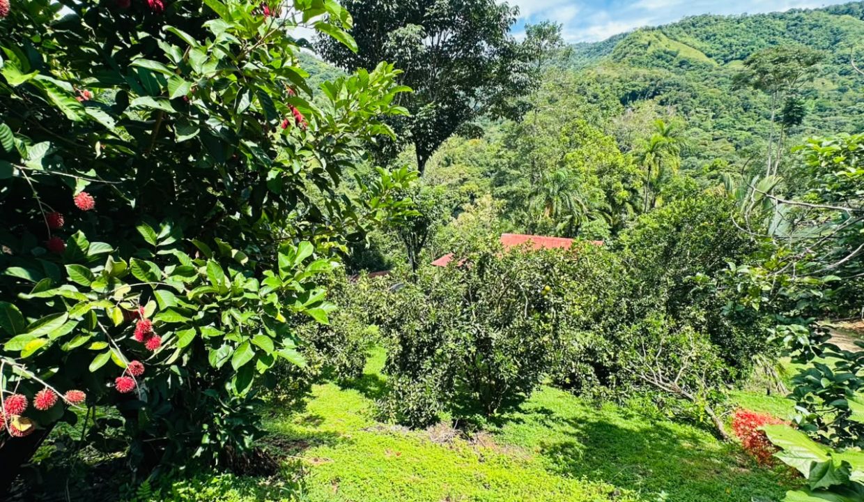 FINCA EN VENTA OSA COSTA RICA (31)