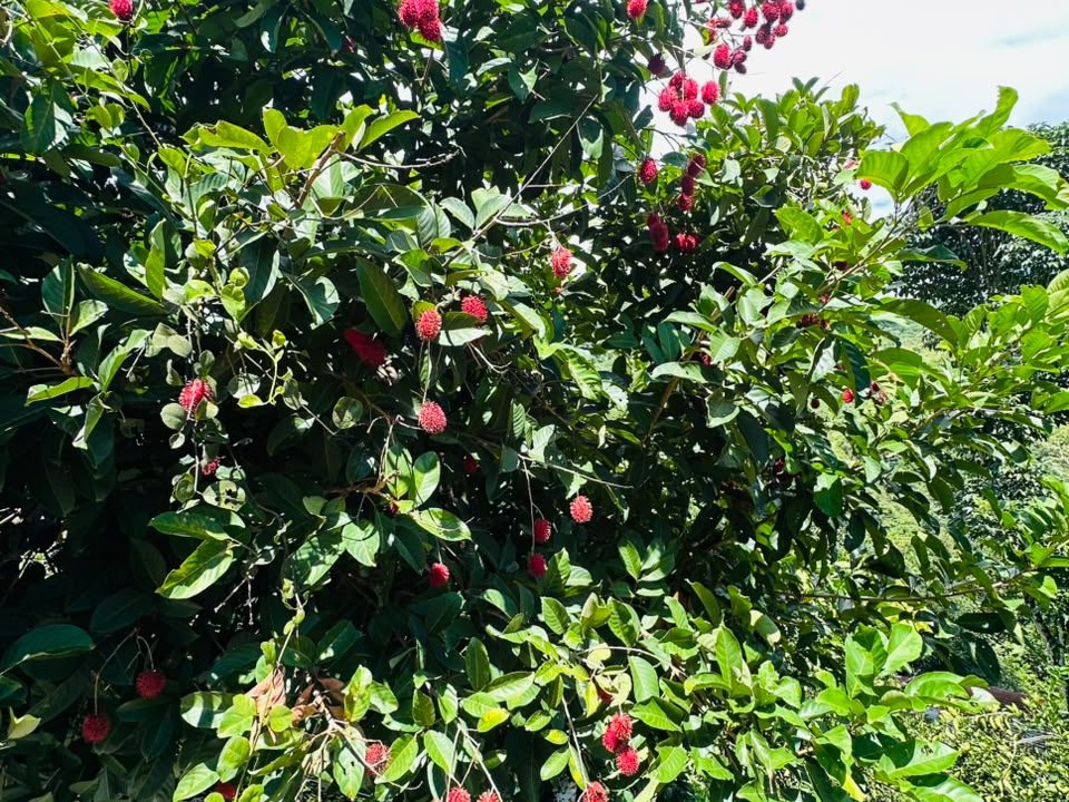 FINCA EN VENTA OSA COSTA RICA (32)