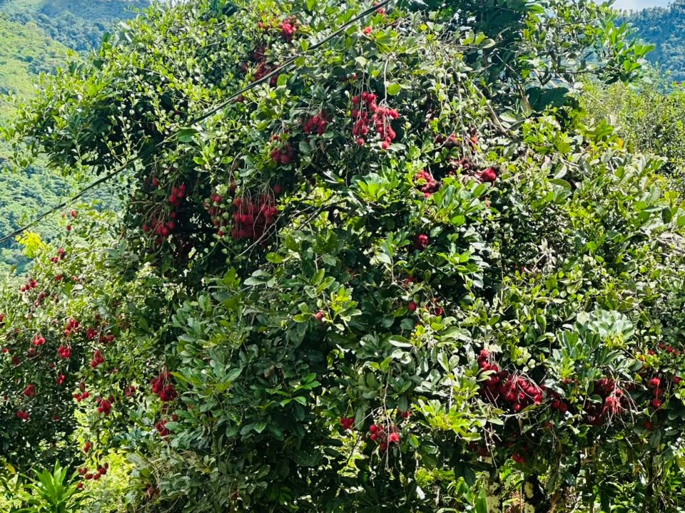 FINCA EN VENTA OSA COSTA RICA (34)