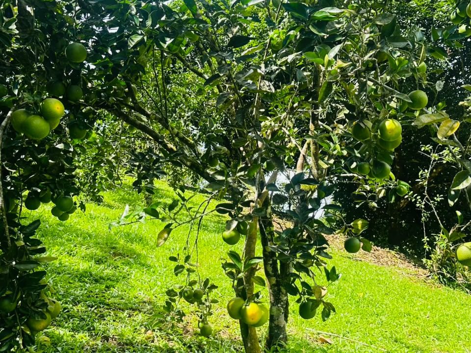 FINCA EN VENTA OSA COSTA RICA (35)