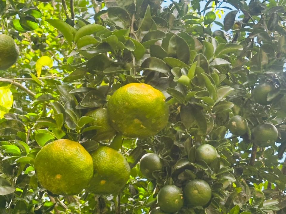FINCA EN VENTA OSA COSTA RICA (38)