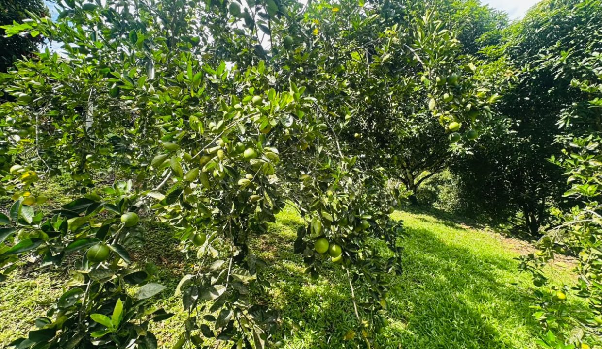 FINCA EN VENTA OSA COSTA RICA (39)