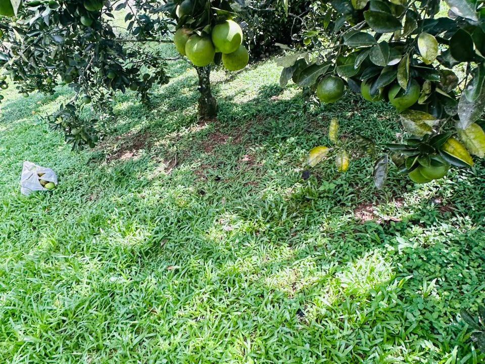 FINCA EN VENTA OSA COSTA RICA (42)