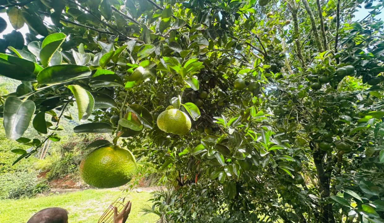 FINCA EN VENTA OSA COSTA RICA (45)